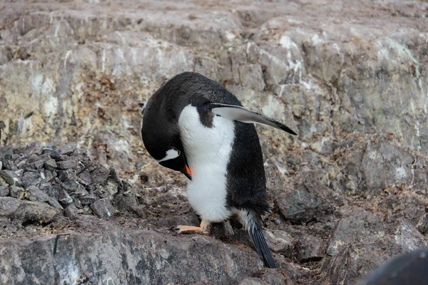 Gentoo Пінгвін Подряпини Природі — стокове фото