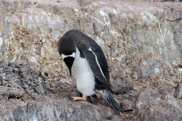 Gentoo Pingouin Sur Roche — Photo