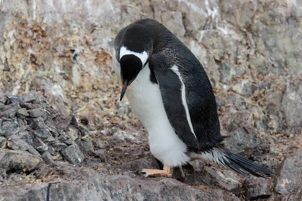 Gentoo Pinguin Auf Felsen — Stockfoto