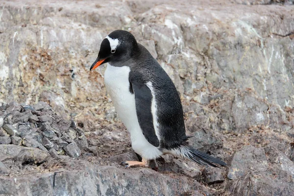 Gentoo Pingouin Sur Roche — Photo