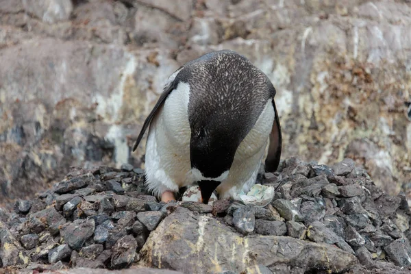 Gentoo Penguin Med Ägg Boet — Stockfoto