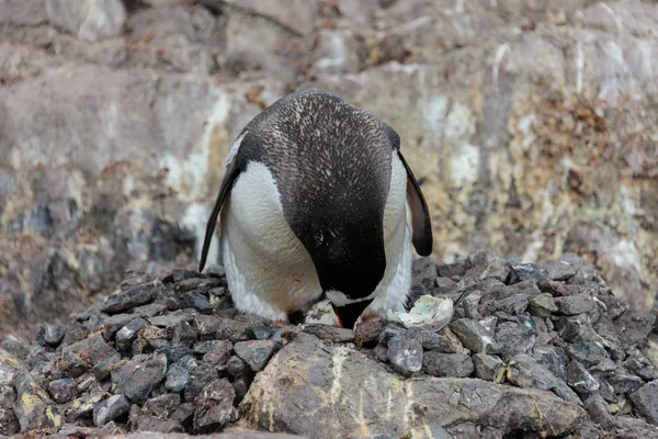 Gentoo Pinguin Mit Nest — Stockfoto