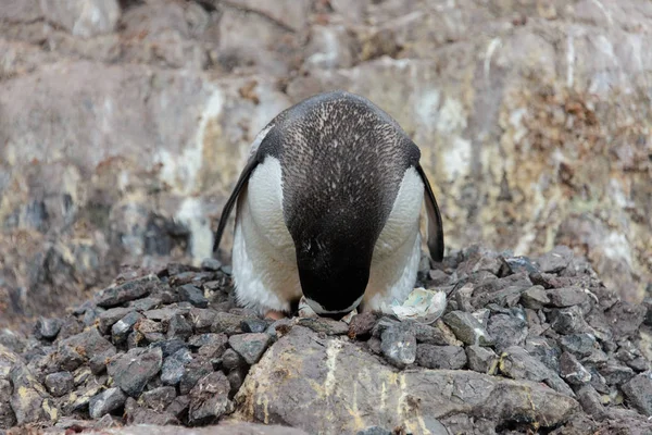 Pinguim Gentoo Com Ovo Ninho — Fotografia de Stock