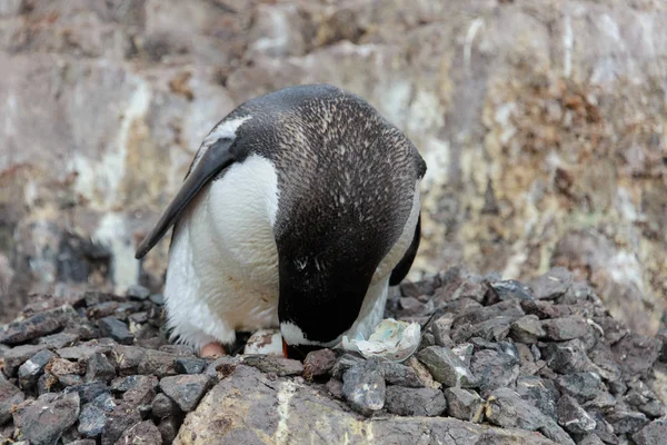 Pingüino Gentoo Con Huevo Nido — Foto de Stock