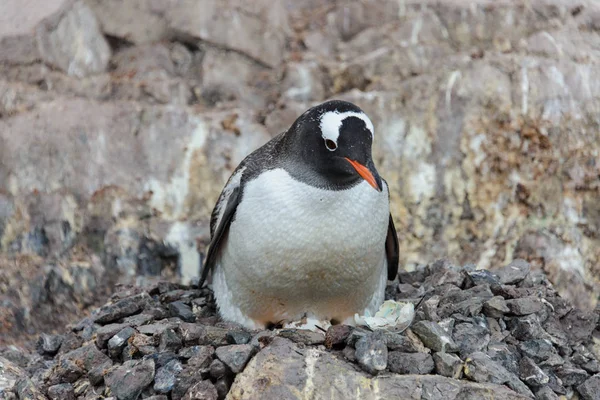 Пингвин Gentoo Яйцом Гнезде — стоковое фото