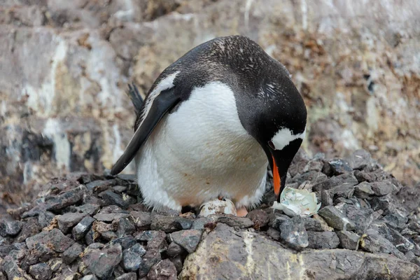 Tučňák Oslí Vejcem Hnízdě — Stock fotografie