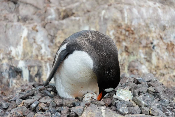 Пингвин Gentoo Яйцом Гнезде — стоковое фото