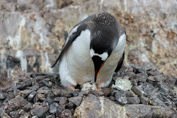 Pinguim Gentoo Com Ovo Ninho — Fotografia de Stock