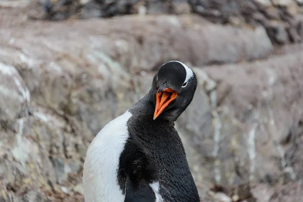 Gentoo Pinguino Graffiare Natura — Foto Stock