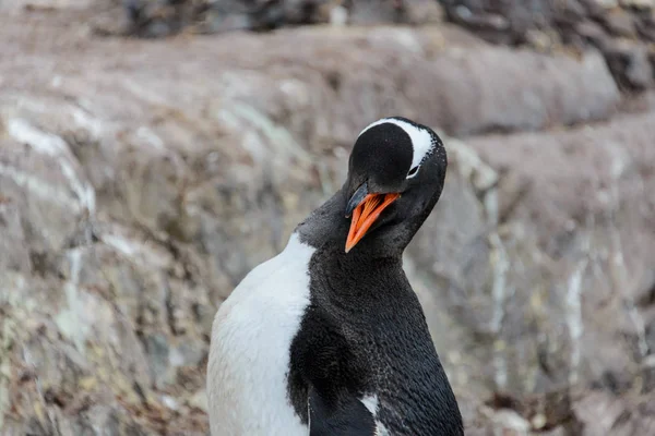 对大自然抓伤的 Gentoo — 图库照片