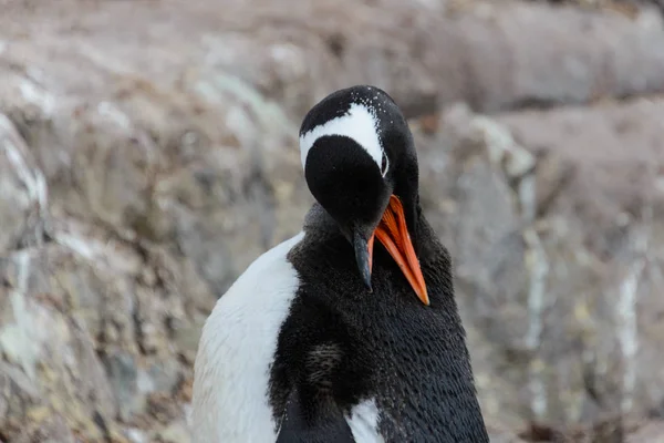 Gentoo Pingouin Grattant Nature — Photo