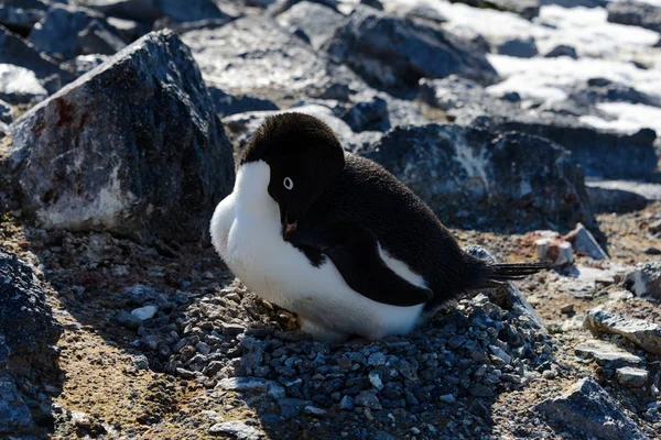 Pingouins Adélies Dans Nid — Photo