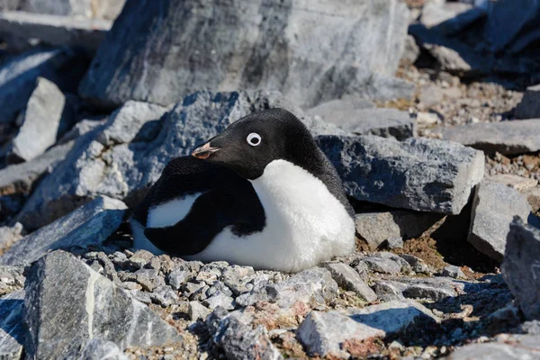 Pinguins Adelie Ninho — Fotografia de Stock