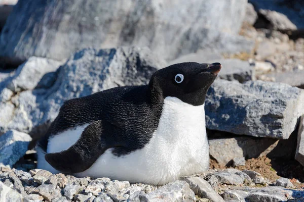 Adelie Penguenleri Yuvaya — Stok fotoğraf