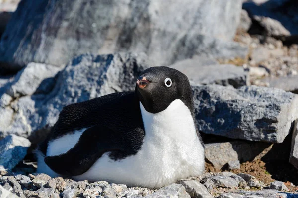 Пінгвіни Аделі Гніздо — стокове фото
