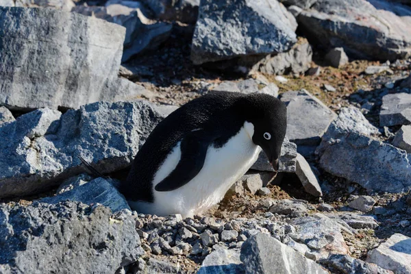 鸟巢里的阿德利企鹅 — 图库照片