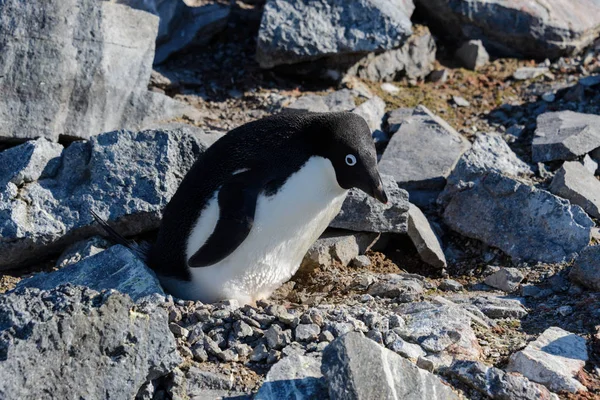 Pinguins Adelie Ninho — Fotografia de Stock