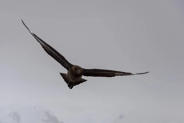 Scua Antártica Voando Sobre Mar — Fotografia de Stock