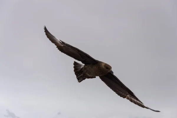 Antarktische Scua Fliegt Über Das Meer — Stockfoto