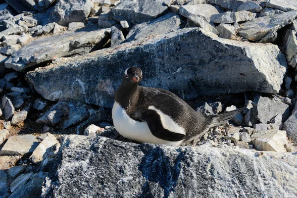 Gentoo Pingouin Pondant Dans Nid — Photo