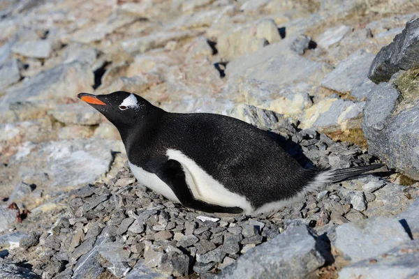 Gentoo Pingouin Pondant Dans Nid — Photo