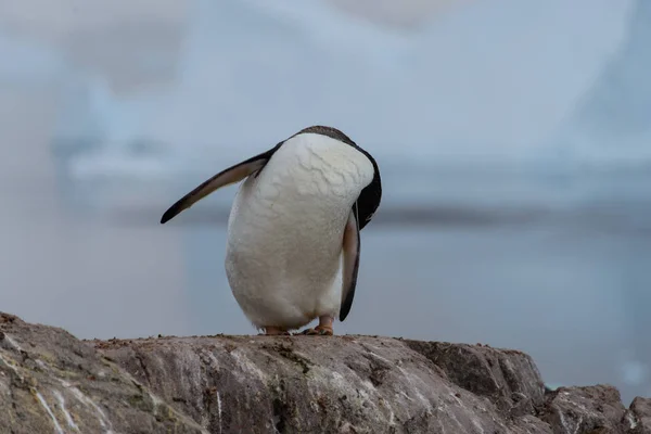 Gentoo Pinguin Kratzt Der Natur — Stockfoto
