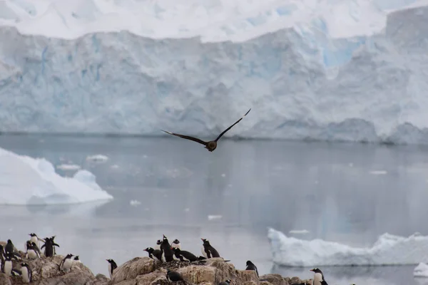 Scua Antarctique Survolant Colonie Pingouins — Photo