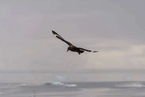 Scua Antártica Voando Sobre Mar — Fotografia de Stock