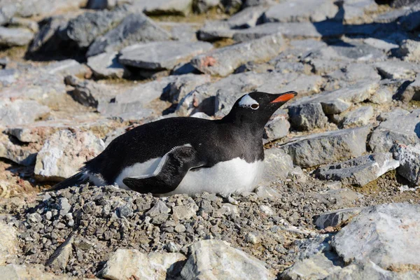 Пінгвін Gentoo Прокладання Гніздо — стокове фото