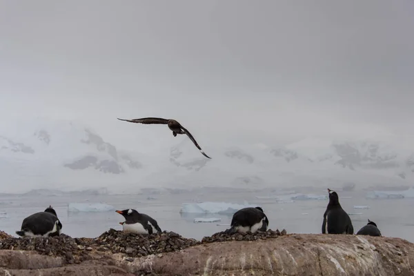 Scua Antarctique Survolant Colonie Pingouins — Photo