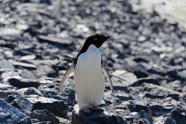 Pinguim Adelie Sobre Rocha — Fotografia de Stock