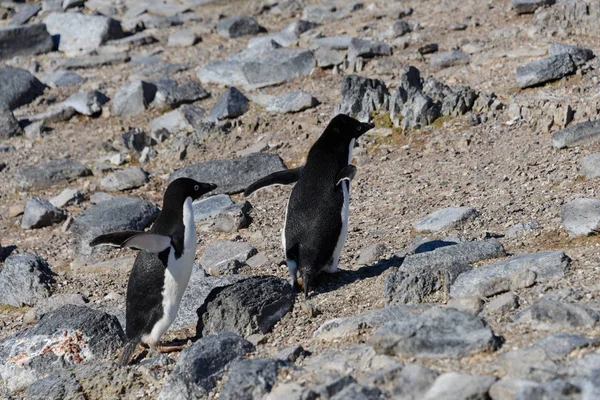 Pingouins Adélie Sur Plage — Photo