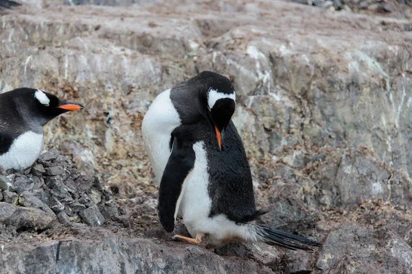 Gentoo Pingouin Grattant Nature — Photo