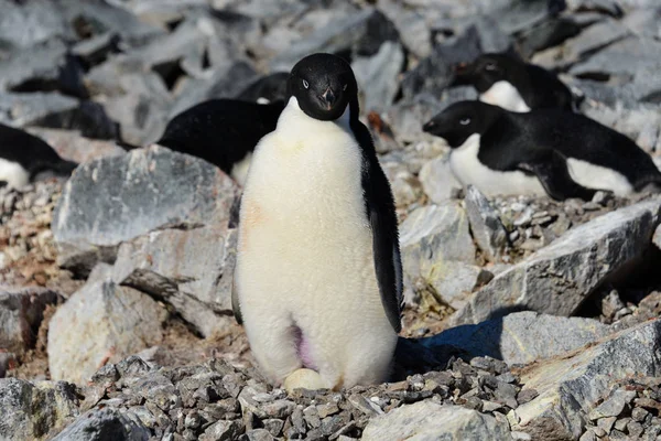 Pingüinos Adelie Nido — Foto de Stock