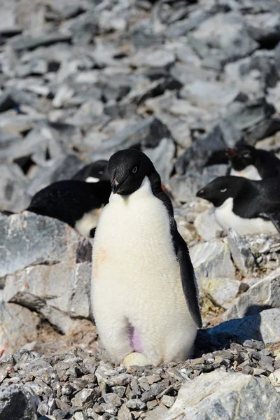 Pingouins Adélies Dans Nid — Photo