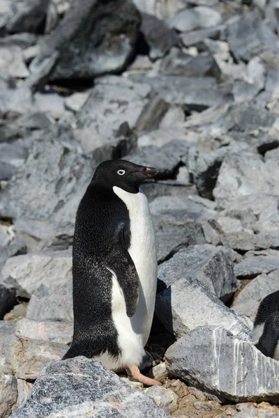 岩石上的阿德利企鹅 — 图库照片