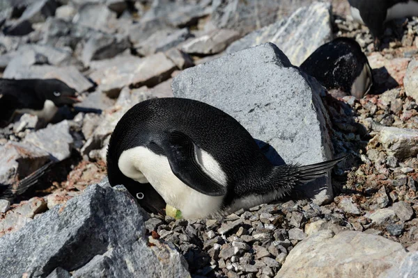 Pingouins Adélies Dans Nid — Photo