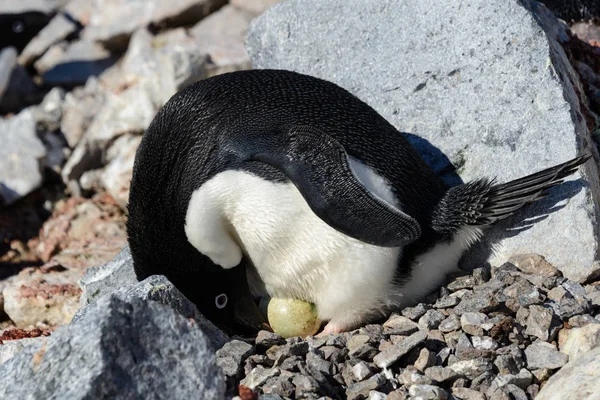 Pinguins Adelie Ninho — Fotografia de Stock