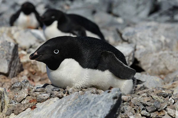 Pinguins Adelie Ninho — Fotografia de Stock