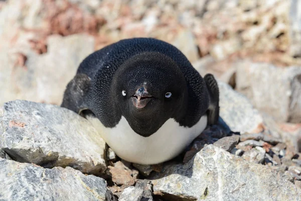 Пингвины Адели Гнезде — стоковое фото