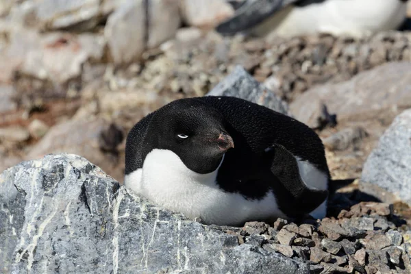 Pingouins Adélies Dans Nid — Photo