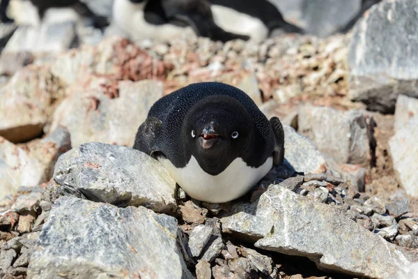 Adelie Penguenleri Yuvaya — Stok fotoğraf