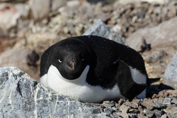 Adelie Pinguini Nel Nido — Foto Stock