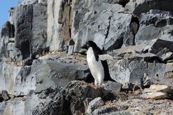 Adelie Pingouin Sur Roche — Photo