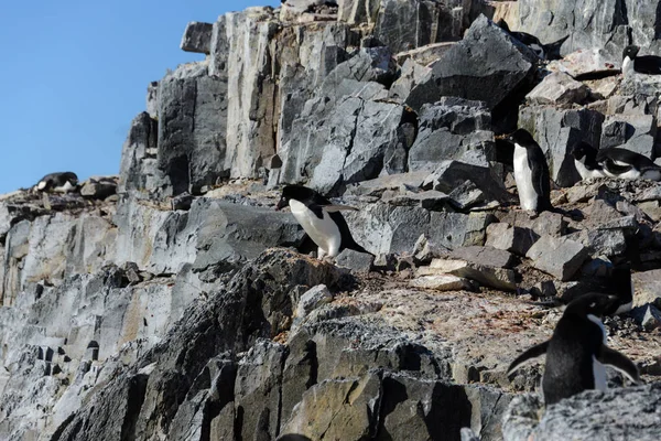 Adéliepinguïns Nest — Stockfoto