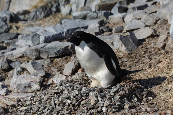 Pinguim Adelie Sobre Rocha — Fotografia de Stock