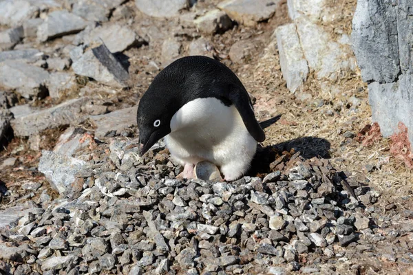 Adelie Pingvin Rock — Stockfoto