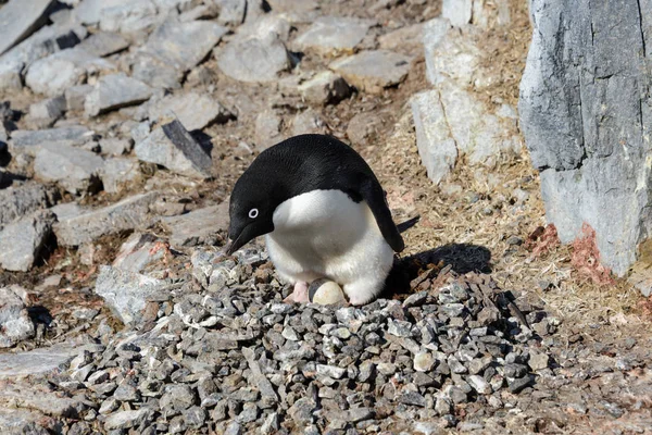 Adelie Penguin Rock — Stock Photo, Image