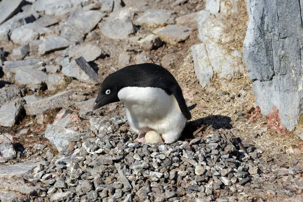 岩石上的阿德利企鹅 — 图库照片