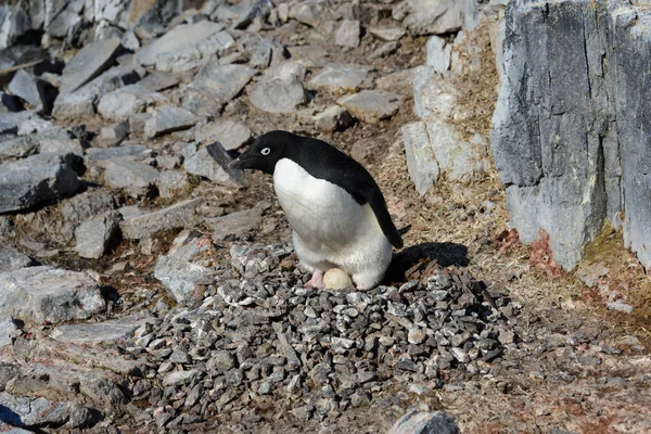 Adelie Pingvin Rock — Stockfoto